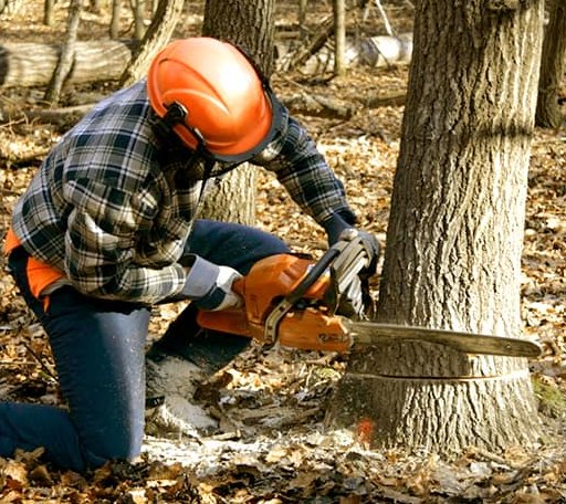 Tree Removal in Campus, IL